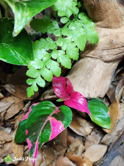 Alternanthera ficoidea 'Party Time'