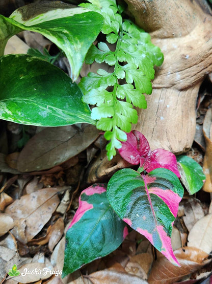 Alternanthera ficoidea 'Party Time'