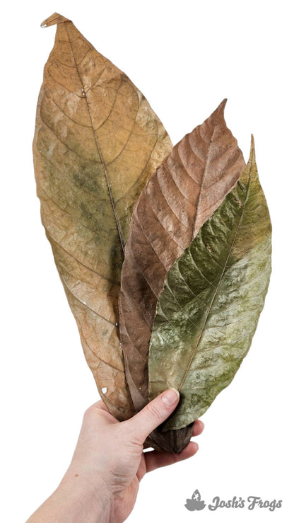 Josh's Frogs Dried Cocoa Leaf Litter (10 leaves)