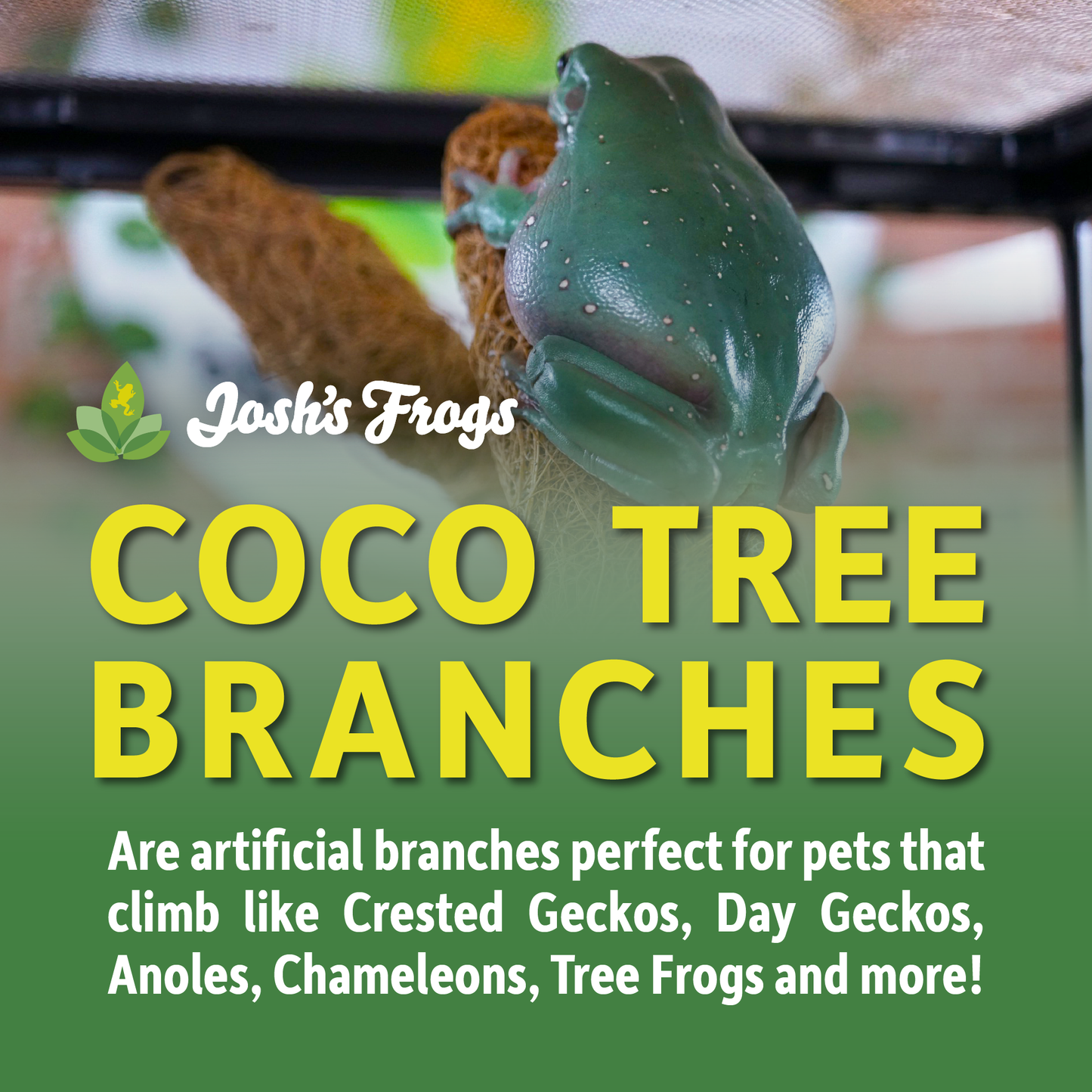 Josh's Frogs Natural Coco Tree Branch (Small)