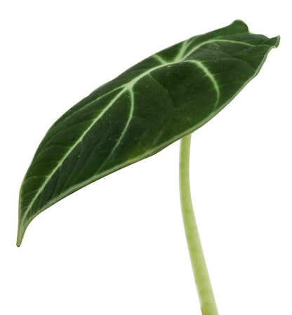 Alocasia reginula 'Black Velvet'