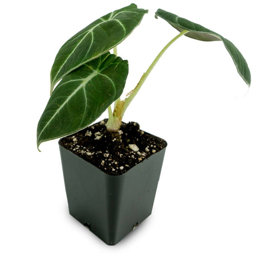 Alocasia reginula 'Black Velvet'