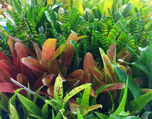 Bromeliad - Neoregelia (Grower's Choice)