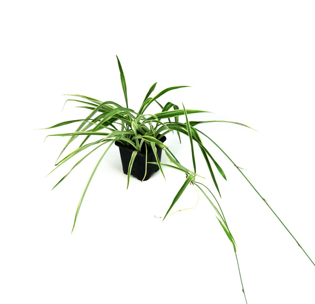 Chlorophytum comosum 'Spider Plant' (Grower's Choice)