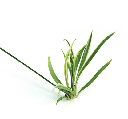 Chlorophytum comosum 'Spider Plant' (Grower's Choice)