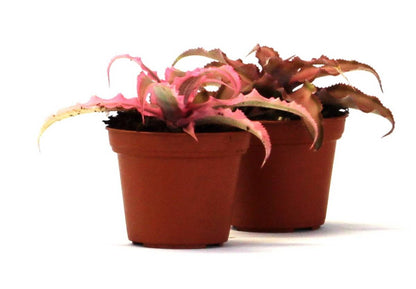 Cryptanthus bivittatus -  Pink (Grower's Choice)