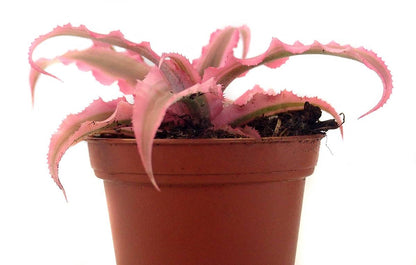 Cryptanthus bivittatus -  Pink (Grower's Choice)