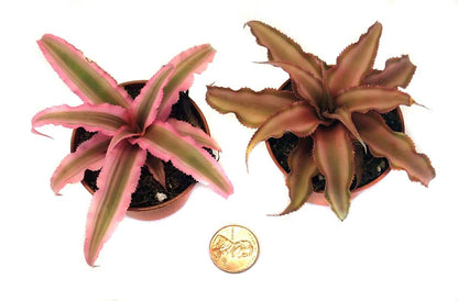 Cryptanthus bivittatus -  Pink (Grower's Choice)