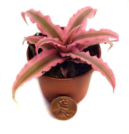 Cryptanthus bivittatus -  Pink (Grower's Choice)