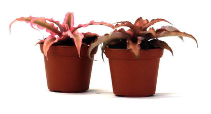 Cryptanthus bivittatus -  Pink (Grower's Choice)