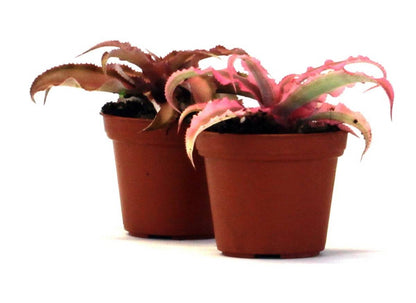 Cryptanthus bivittatus -  Pink (Grower's Choice)