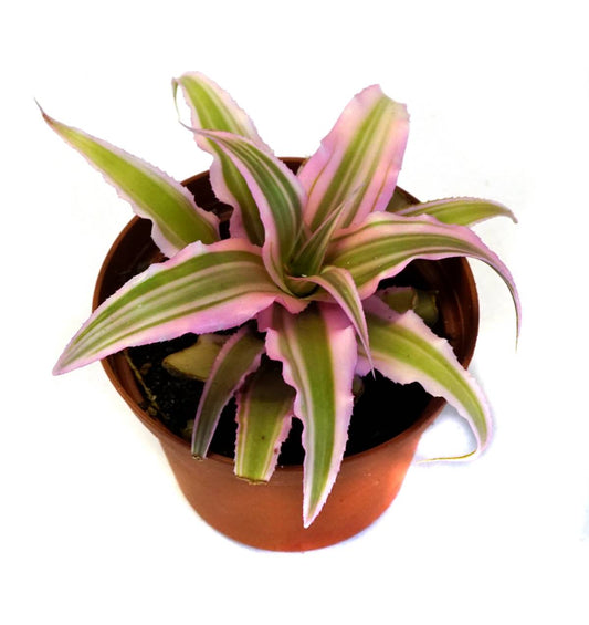 Cryptanthus bivittatus 'Pink Starlite'