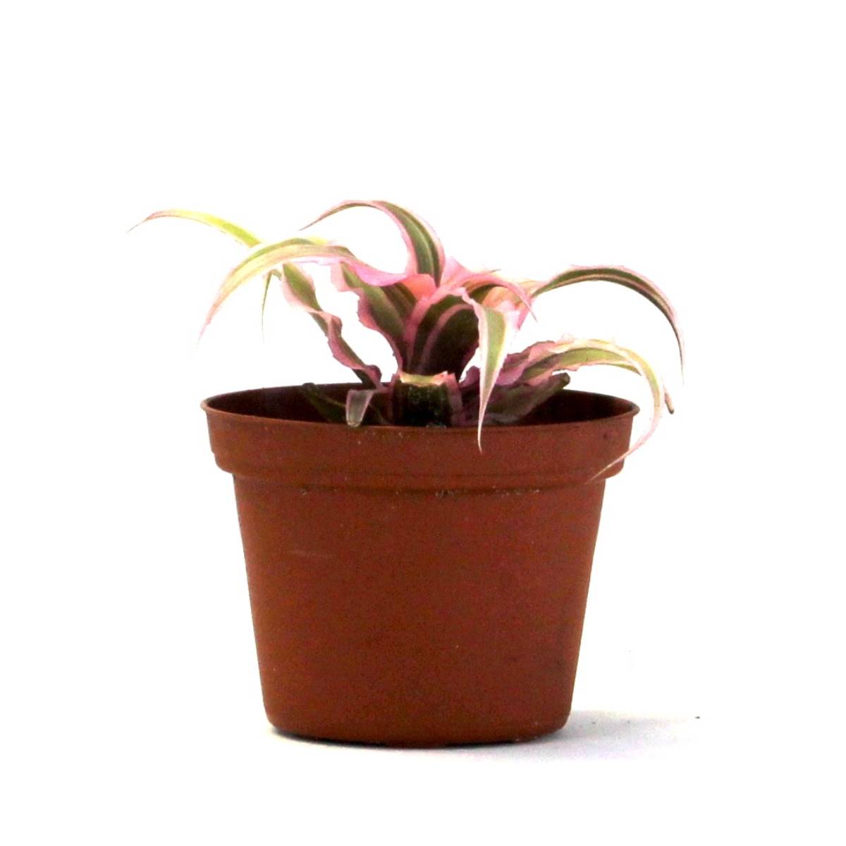 Cryptanthus bivittatus 'Pink Starlite'