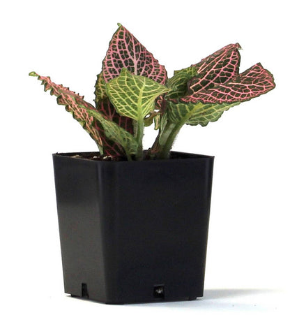 Fittonia verschaffeltii 'Pink' - Nerve Plant