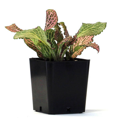 Fittonia verschaffeltii 'Pink' - Nerve Plant