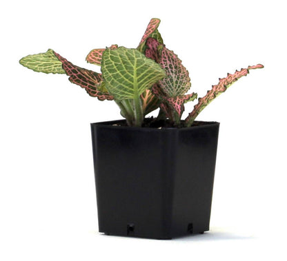 Fittonia verschaffeltii 'Pink' - Nerve Plant