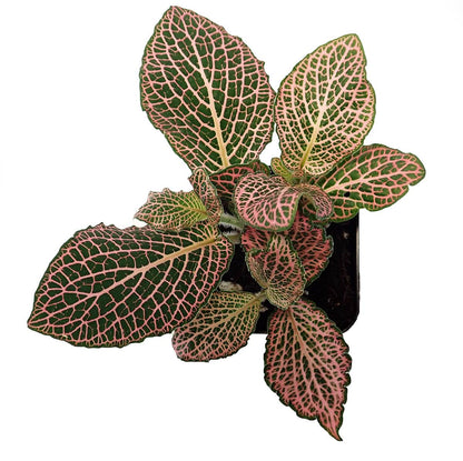 Fittonia verschaffeltii 'Pink' - Nerve Plant