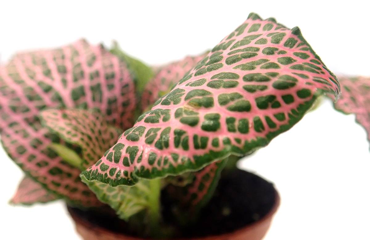 Fittonia verschaffeltii 'Pink' - Nerve Plant