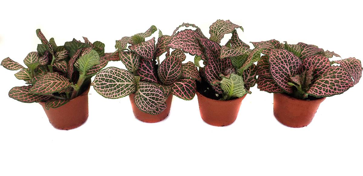 Fittonia verschaffeltii 'Pink' - Nerve Plant