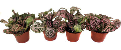 Fittonia verschaffeltii 'Pink' - Nerve Plant