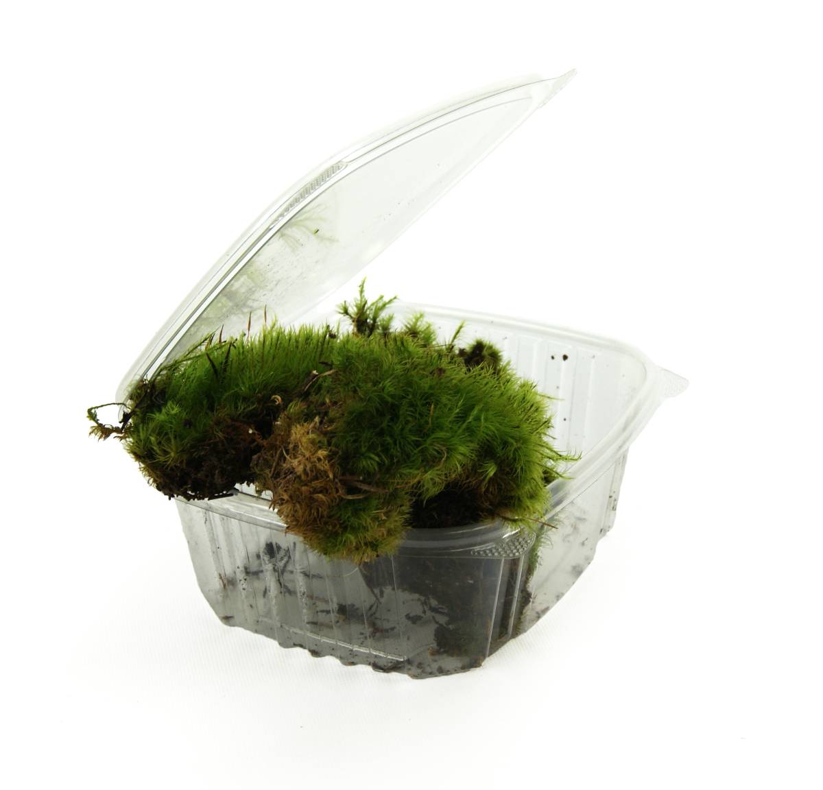 Fresh Mood Moss (1 quart)