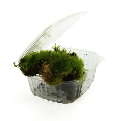 Fresh Mood Moss (1 quart)