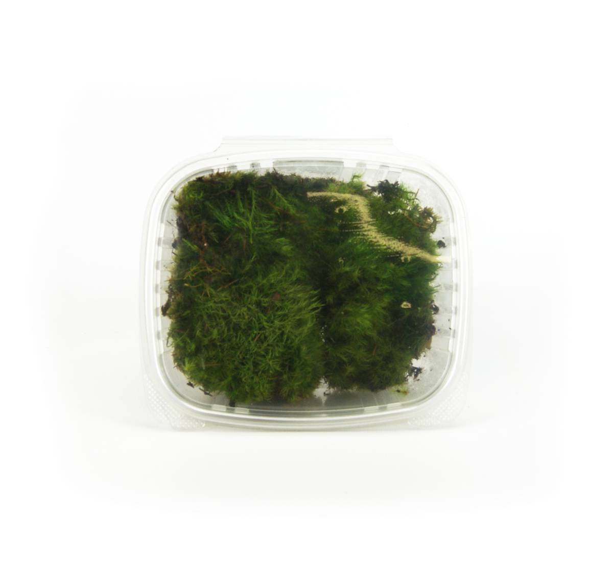 Fresh Mood Moss (1 quart)