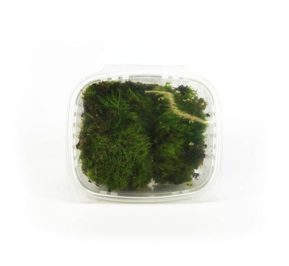 Fresh Mood Moss (1 quart)