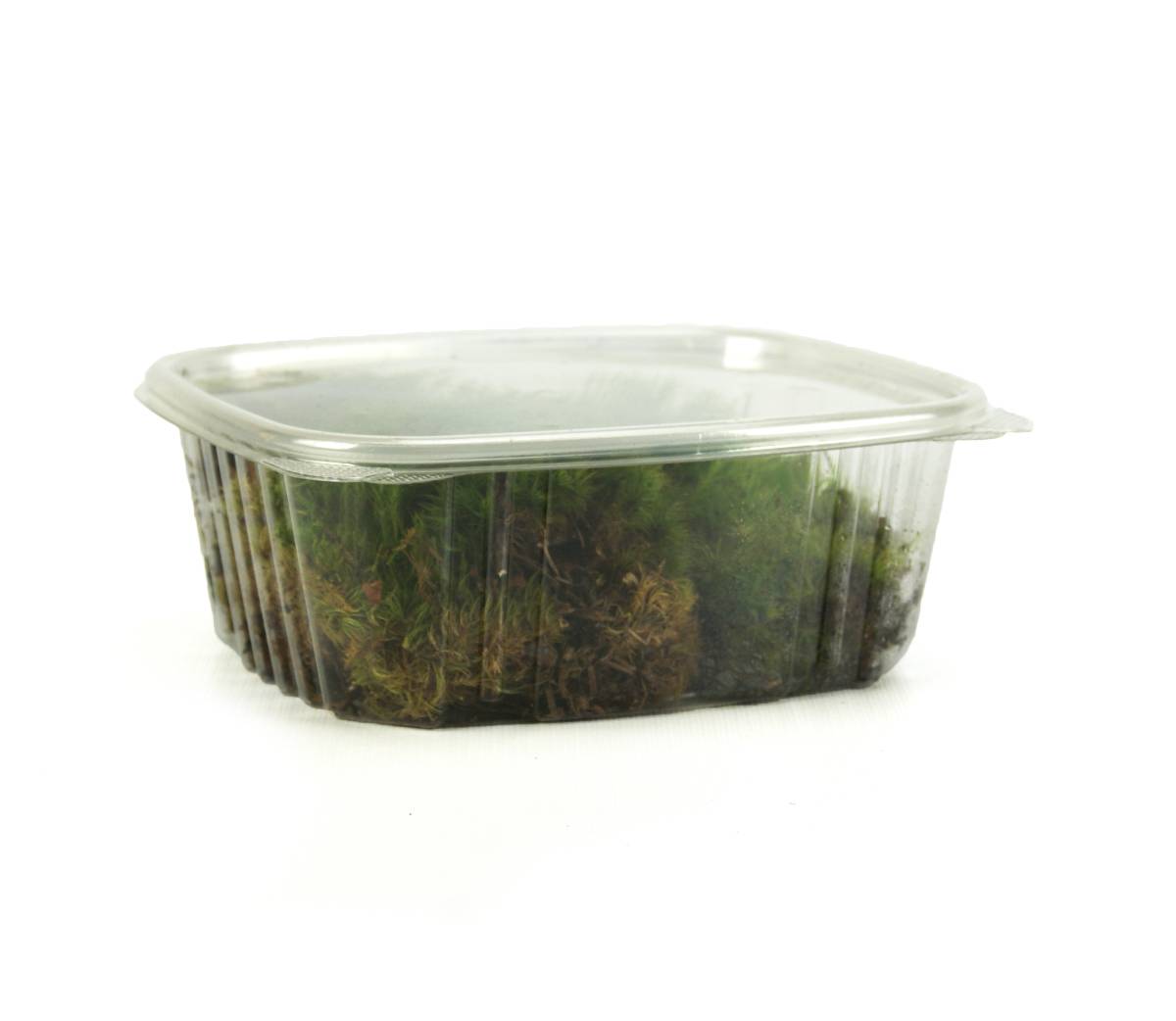 Fresh Mood Moss (1 quart)