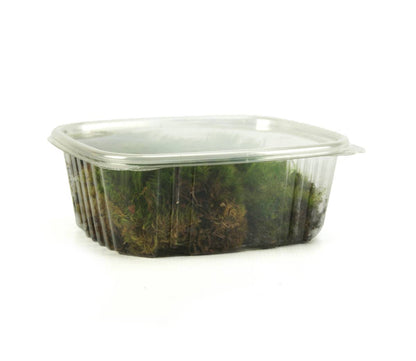 Fresh Mood Moss (1 quart)
