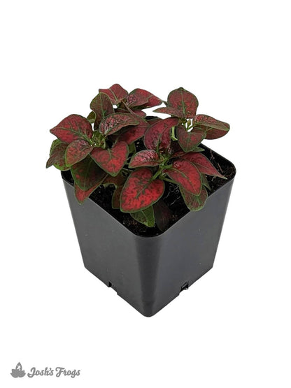 Hypoestes phyllostachya 'Red Splash'