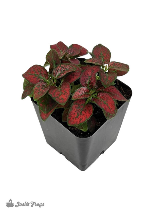 Hypoestes phyllostachya 'Red Splash'