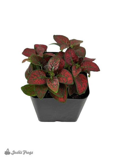 Hypoestes phyllostachya 'Red Splash'
