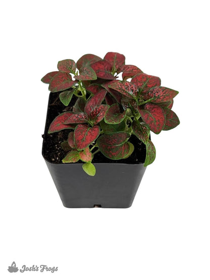 Hypoestes phyllostachya 'Red Splash'