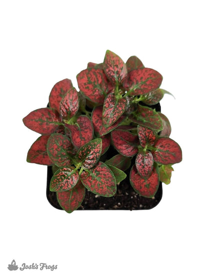 Hypoestes phyllostachya 'Red Splash'