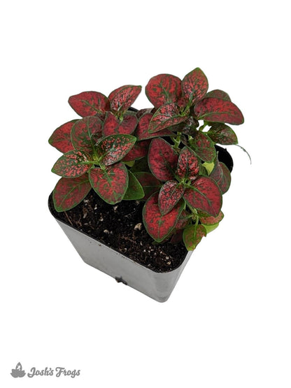 Hypoestes phyllostachya 'Red Splash'