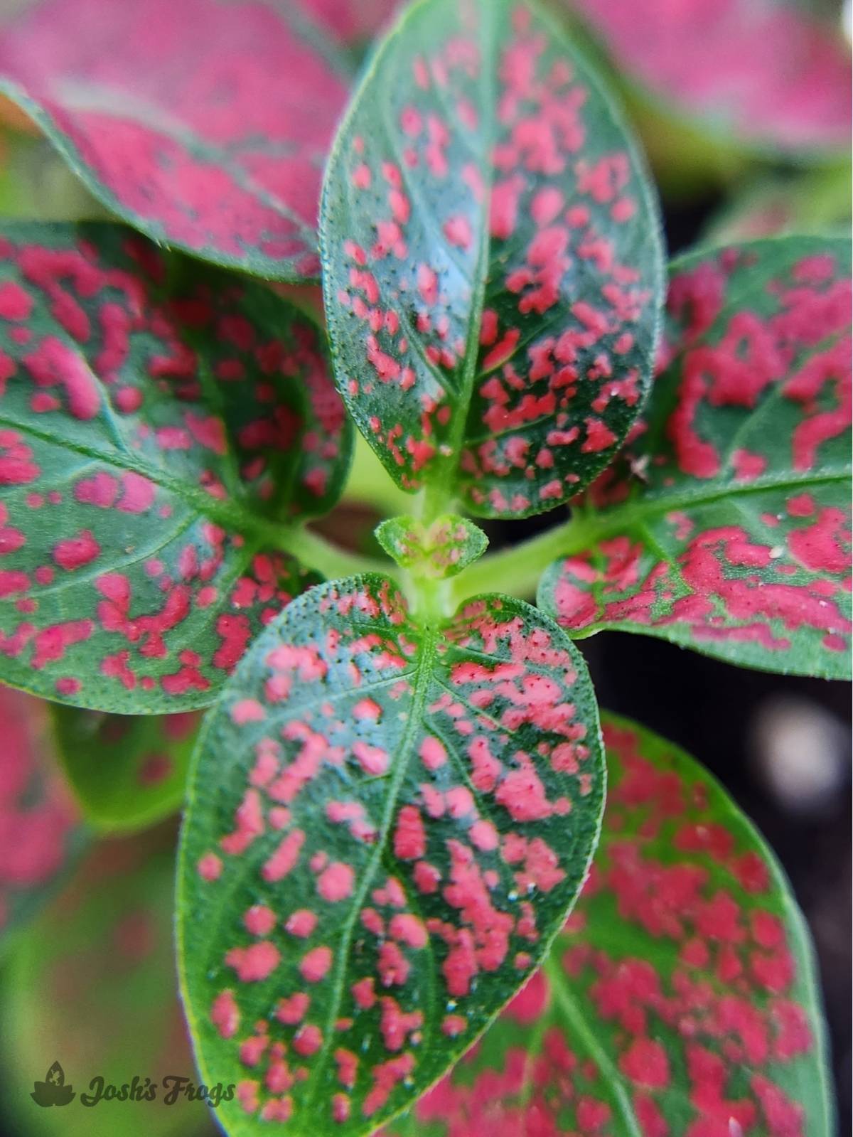 Hypoestes phyllostachya 'Red Splash'