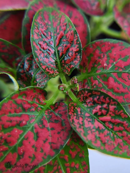 Hypoestes phyllostachya 'Red Splash'