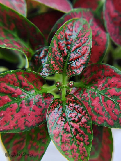 Hypoestes phyllostachya 'Red Splash'