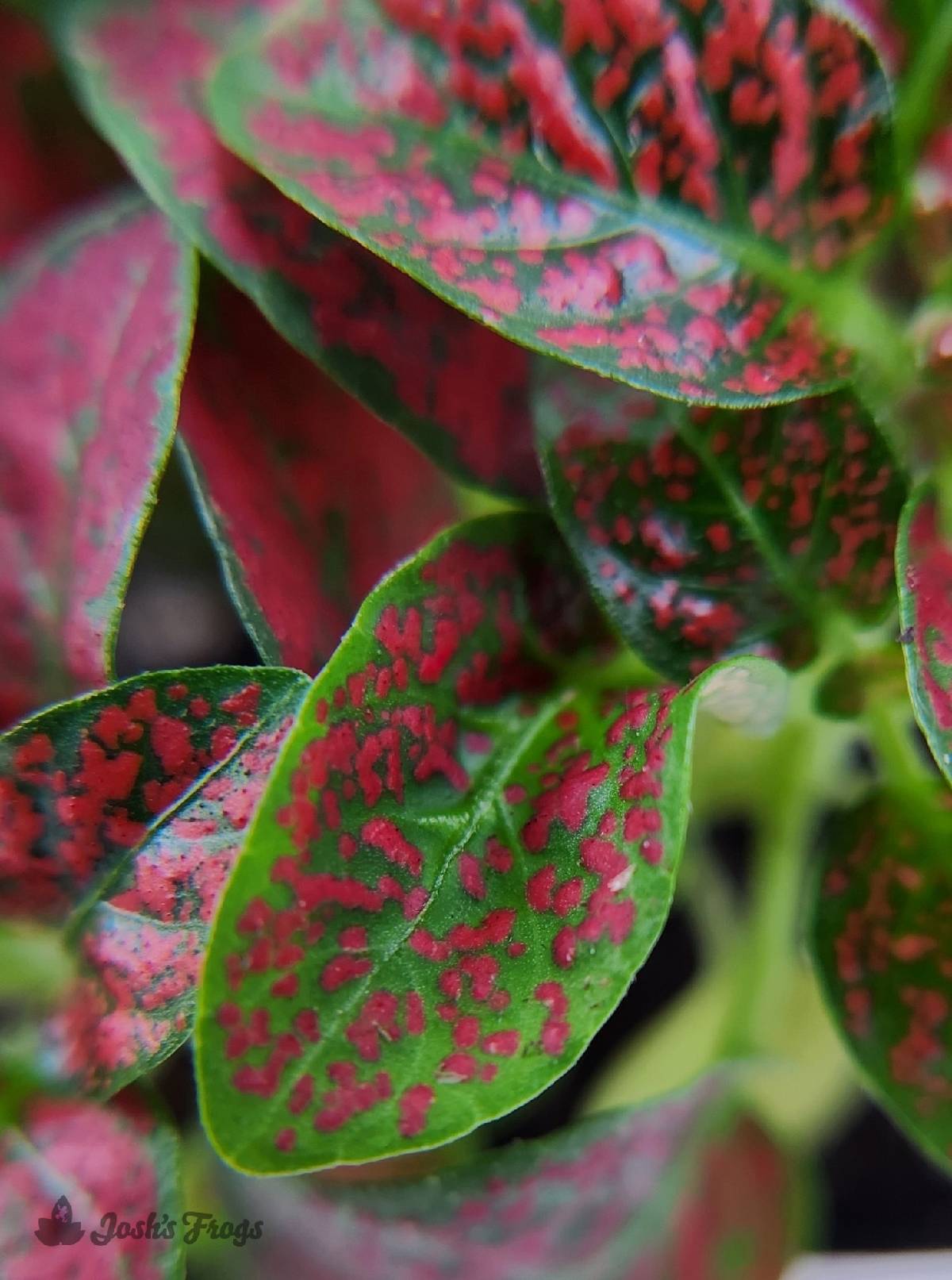 Hypoestes phyllostachya 'Red Splash'