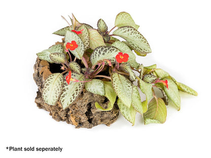Josh's Frogs Virgin Cork Planter (4 inch tall)