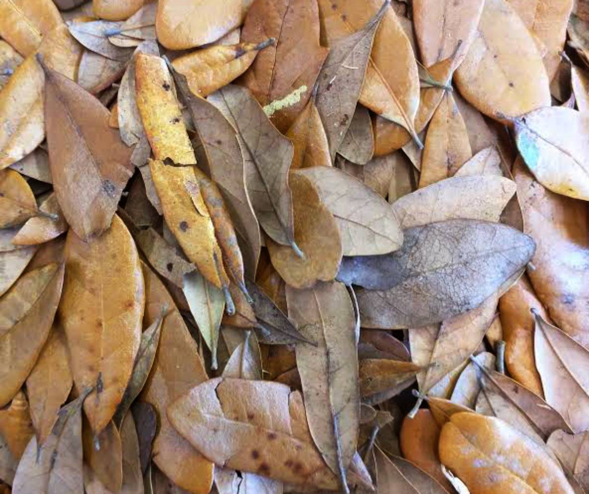 Live Oak Leaf Litter (1 gallon)