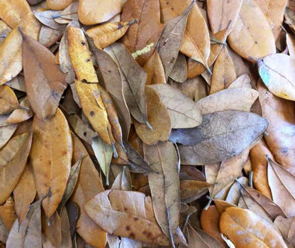 Live Oak Leaf Litter (1 gallon)