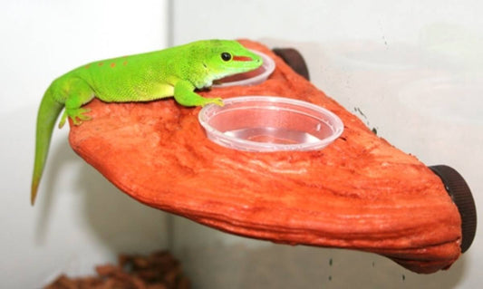 MagNaturals Magnetic Gecko Ledge (Mojave)