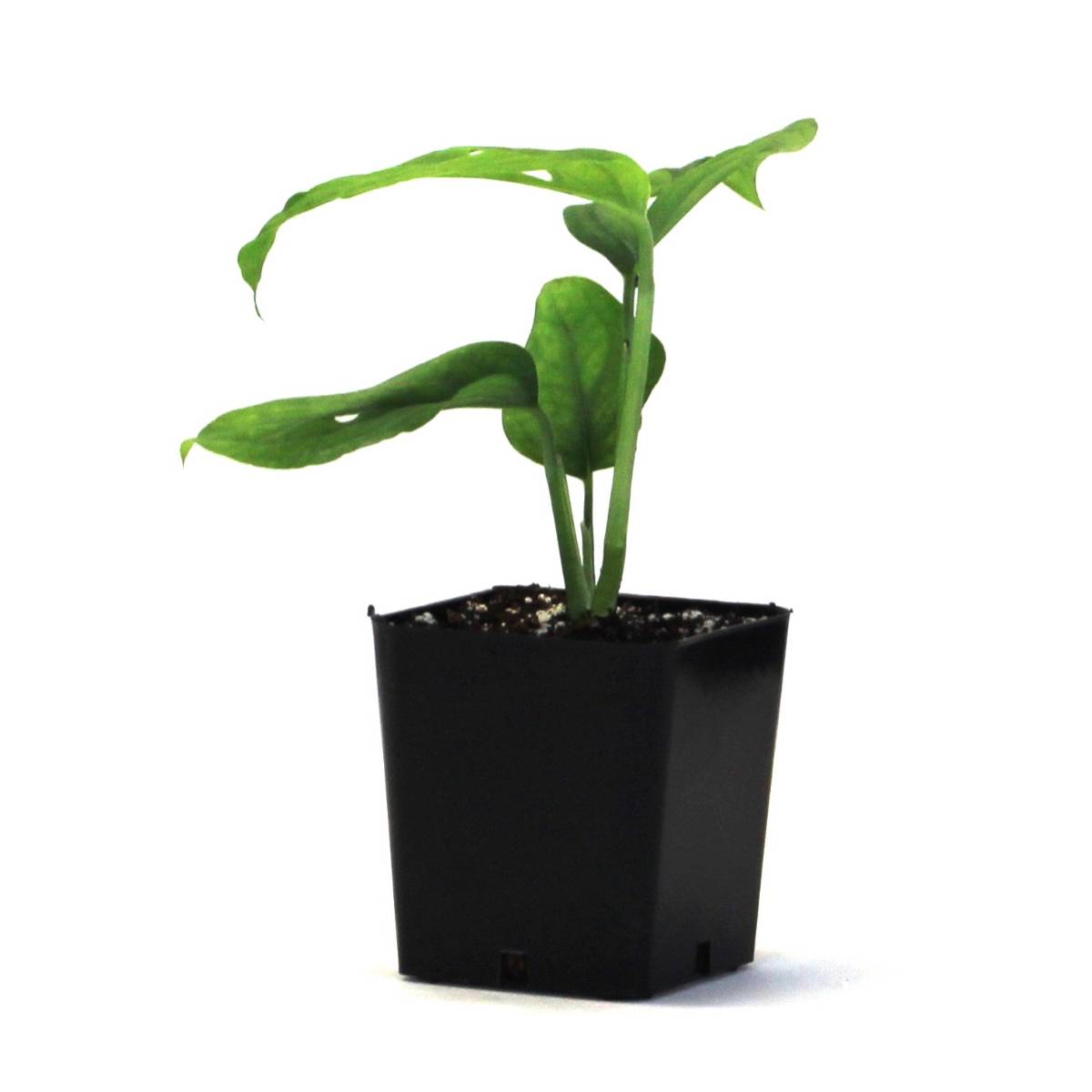 Monstera adansonii 'Swiss Cheese Vine'