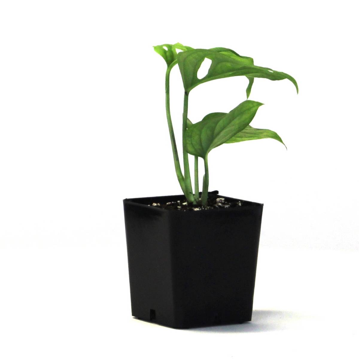 Monstera adansonii 'Swiss Cheese Vine'