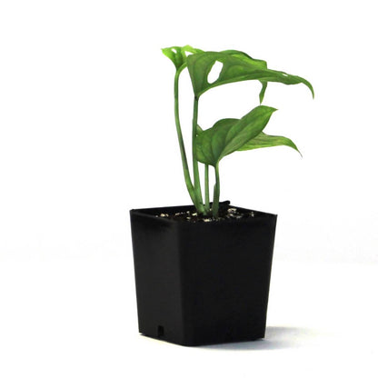 Monstera adansonii 'Swiss Cheese Vine'