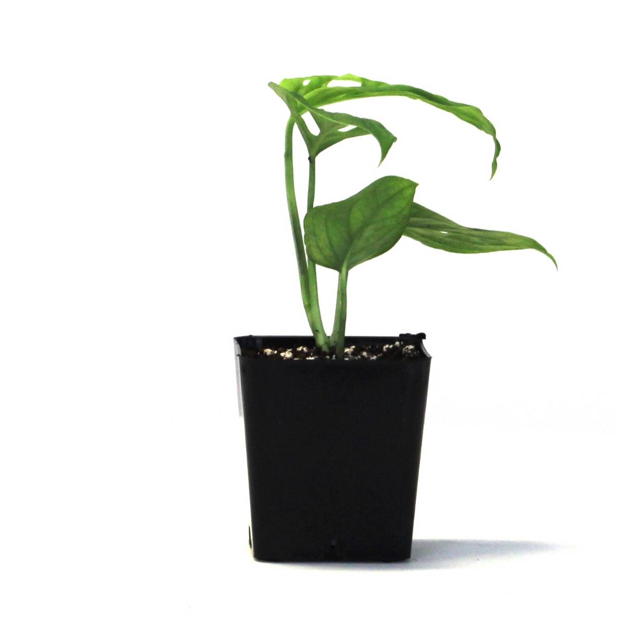 Monstera adansonii 'Swiss Cheese Vine'