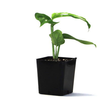 Monstera adansonii 'Swiss Cheese Vine'