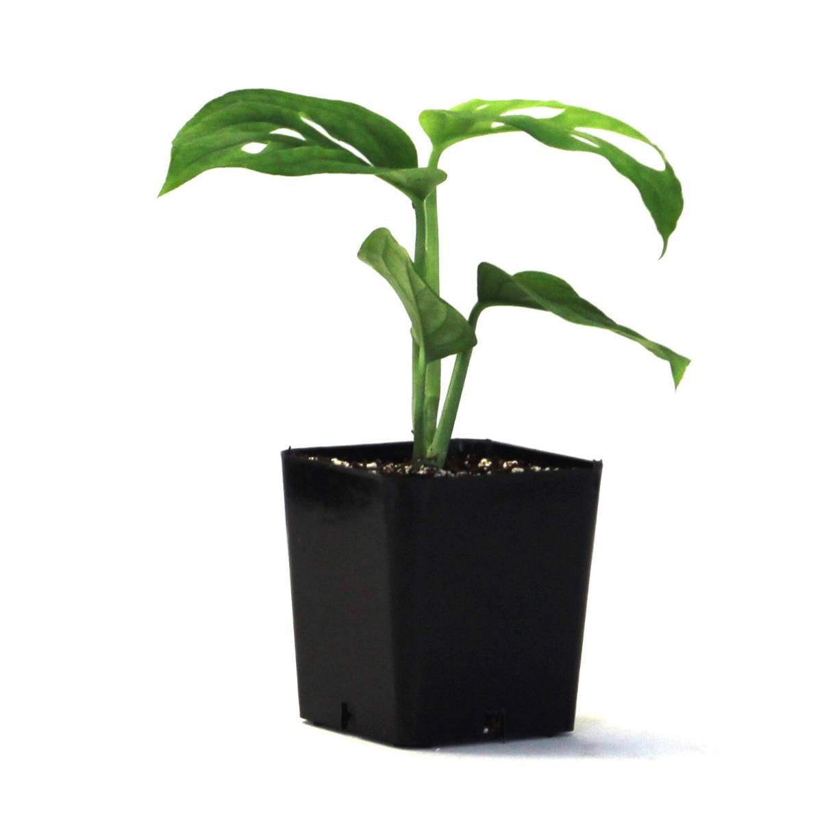 Monstera adansonii 'Swiss Cheese Vine'